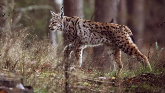 Wyjątkowi mieszkańcy lasów