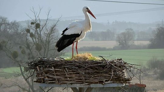Wyjątkowy gość zamieszkał tuż przy Urzędzie Gminy. Symbol wiosny w pełnej krasie