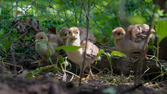 Wykluły się cztery małe pawiątka [FOTO, WIDEO]