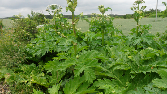 Wypowiadają wojnę barszczowi Sosnowskiego