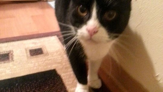 Wypuścić kota i po sprawie?