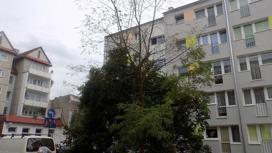 Wyschnięte stoją, zdrowe wycinają