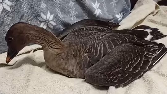 "Wysoce zjadliwa grypa ptaków" dotarła do powiatu gryfińskiego? [WIDEO]