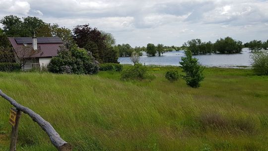 Wysoki stan wody na Odrze [FOTO, WIDEO]