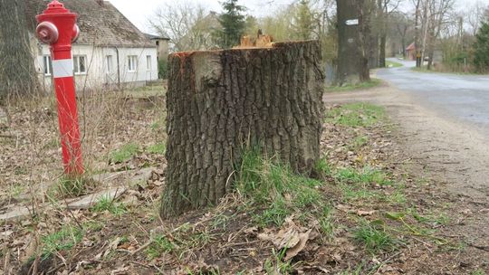 Wysokie cięcia drzew