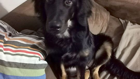 Wystraszyła się sylwestrowych fajerwerków. Za odnalezienie Rity przewidziana nagroda