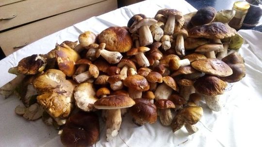 Wysyp grzybów w lesie
