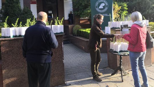 Za darmo dostaniesz drzewko do posadzenia na własnym gruncie