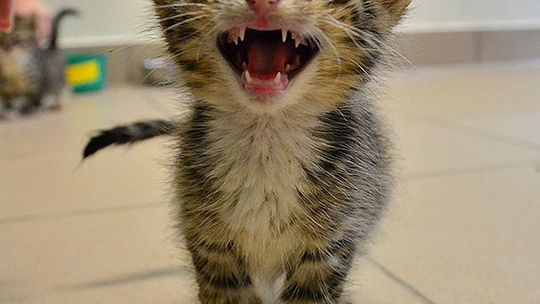 Zabił mi kolejnego kota - list czytelniczki