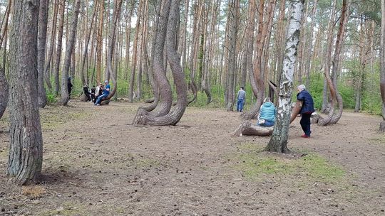 Zadepczą nam Krzywy Las! Zadepczą nam Krzywy Las!