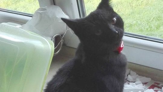 Zaginął czarny kot. Dzieci proszą o pomoc w odnalezieniu zwierzątka