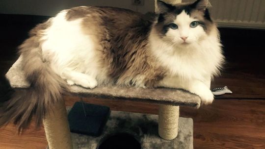 Zaginął kot. Właściciele proszą o pomoc