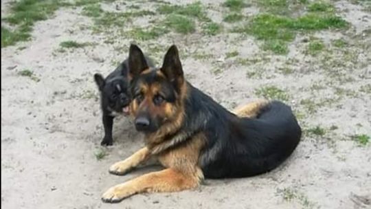 Zaginął owczarek niemiecki Zaginął owczarek niemiecki