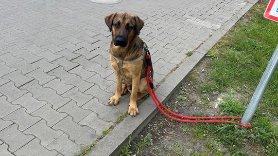 Zaginął pies o imieniu "Gruby". Prosimy o pomoc w znalezieniu