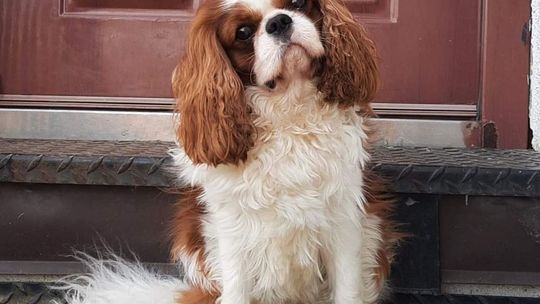 Zaginął pies. Wyznaczono nagrodę za jego odnalezienie 