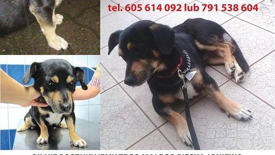 Zaginął Tofik po adopcji