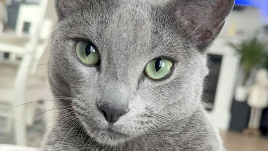 Zaginął ukochany kotek Drako. Dzieci są zrozpaczone