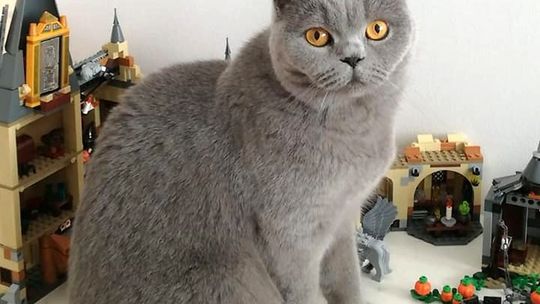 Zaginęła kotka. Dla znalazcy przewidziana jest nagroda