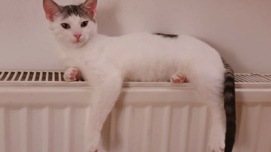 Zaginęła kotka. Właściciele proszą o pomoc Zaginęła kotka. Właściciele proszą o pomoc