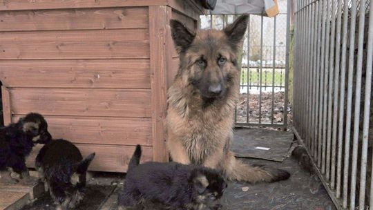 Zaginęła suczka rasy owczarek niemiecki. Pomóżmy w jej odnalezieniu