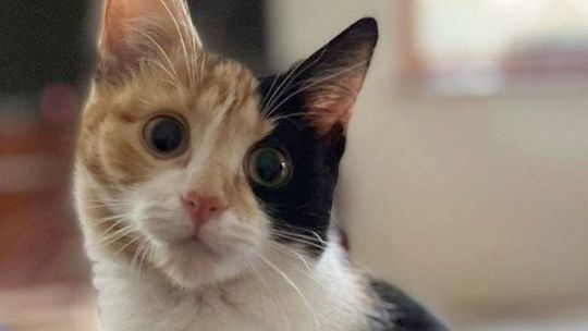 Zaginęła Telma. Pomóżmy w jej odnalezieniu