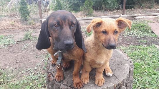 Zaginęły mi psy. Proszę o pomoc