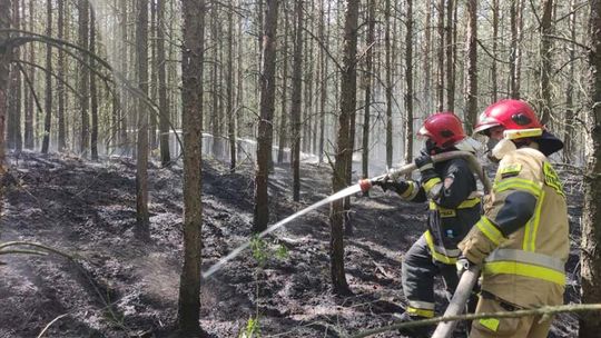 Zagrożenie w całej Polsce. Lasy mogą zapłonąć
