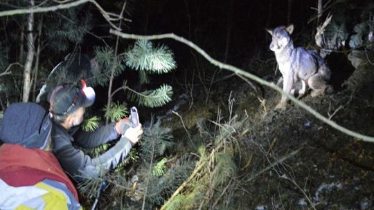 Zagubione w lesie dzieci natknęły się na wilki