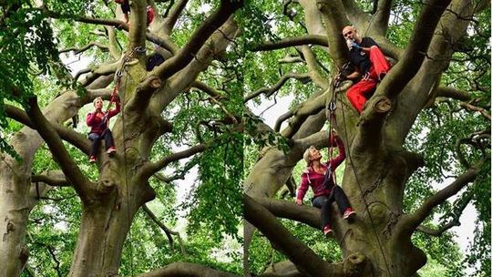 Zajęcie poprowadzą w koronie drzewa