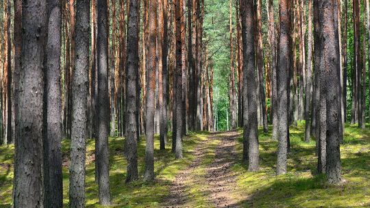 Zakaz wstępu do lasów i parków narodowych w związku z epidemią koronawirusa