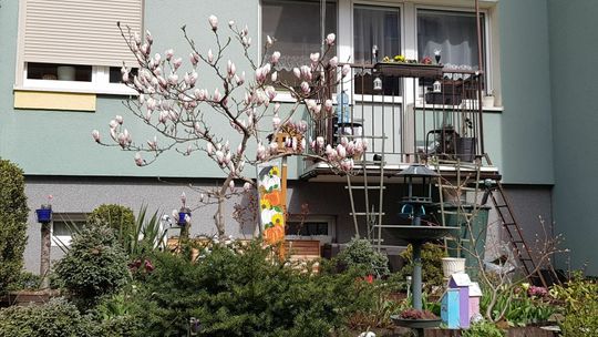 Zakwitła za wcześnie