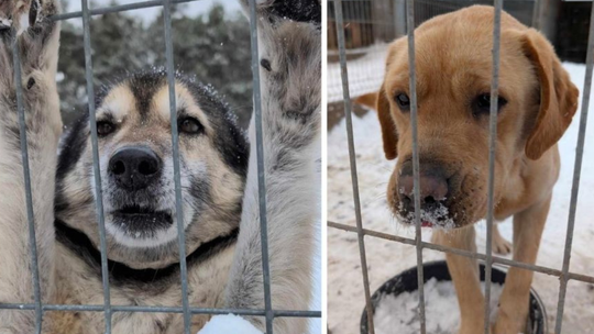 Ucierpiały zwierzęta. Czy jesteśmy miłosierni w stosunku do naszych mniejszych braci