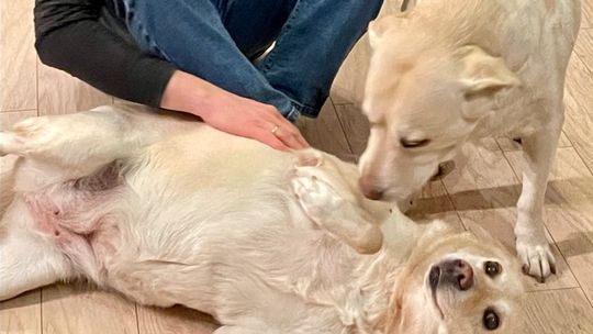 Zamiast huku fajerwerków - pokaz laserowy i pomoc zwierzętom ze schroniska