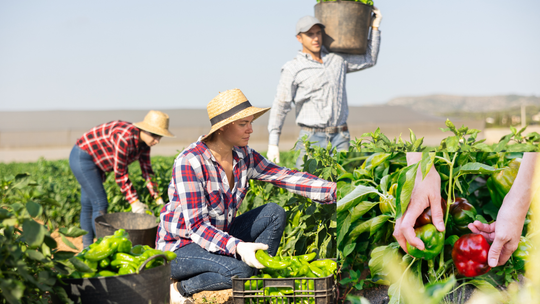 Nie organizują samozbiorów, bo... VAT. Rolnicy ponieśli koszty, które nie zostały im zrekompensowane Nie organizują samozbiorów, bo... VAT. Rolnicy ponieśli koszty, które nie zostały im zrekompensowane