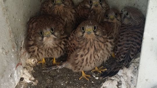 Zamieszkały na terenie elektrowni