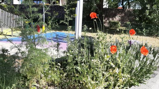 Zaniedbany ogród sensoryczny - zdjęcia i gorzkie słowa gryfinianki