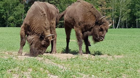 Zaniepokojony żubr potrząsa głową, kręci ogonem i grzebie przednimi racicami w ziemi