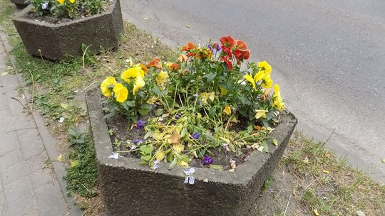 Zapomnieli o podlewaniu i uschły