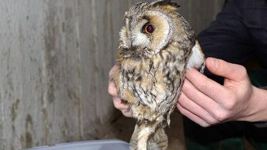 Zapraszają na Noc Sów. Jedyna taka noc w Polsce!