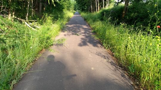 Zapraszam wszystkich trzech burmistrzów na wycieczkę zarośniętymi ścieżkami