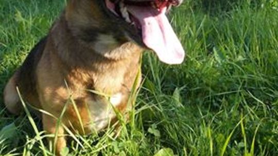 Zapraszamy na pierwszą w historii Gryfina Grę Miejską z Psem!