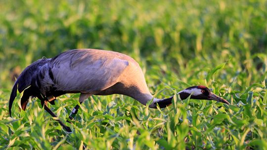 Zapraszamy na Tydzień Żurawia 2021