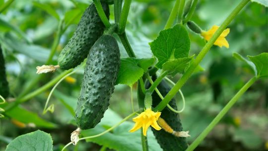 Zaraza atakuje ogórki. Zaczyna się od małej plamki Zaraza atakuje ogórki. Zaczyna się od małej plamki