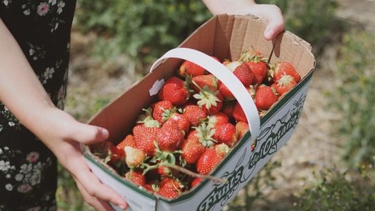 Jak zarobić na truskawkach? Lepiej zbierać, czy sprzedawać?