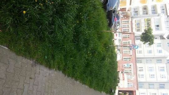 Zarośnięte centrum