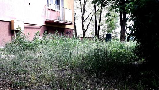 Zarośnięte Gryfino. Mamy jednak czasy epidemii