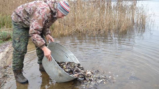 Zarybiali dziś jezioro Steklno