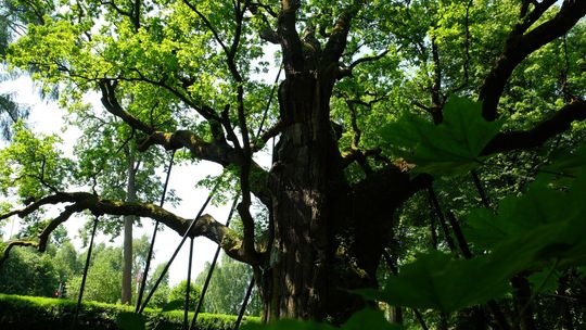 Zasadzą klon najsłynniejszego polskiego drzewa - dębu Bartek 