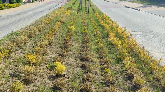 Zasadzili za pieniądze, a teraz rośliny schną