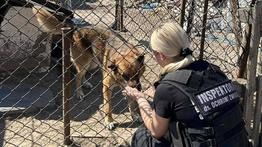 Zastopowali utrzymywanie psów na uwięzi. Jakie mają być kojce i wyjątki?